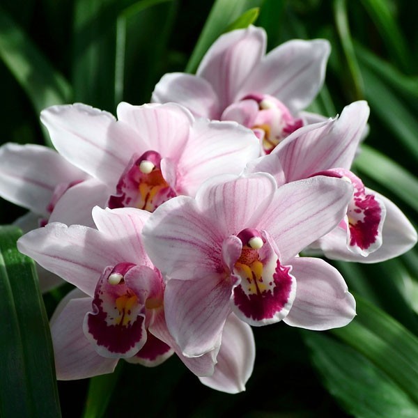 orkhideya cimbidium