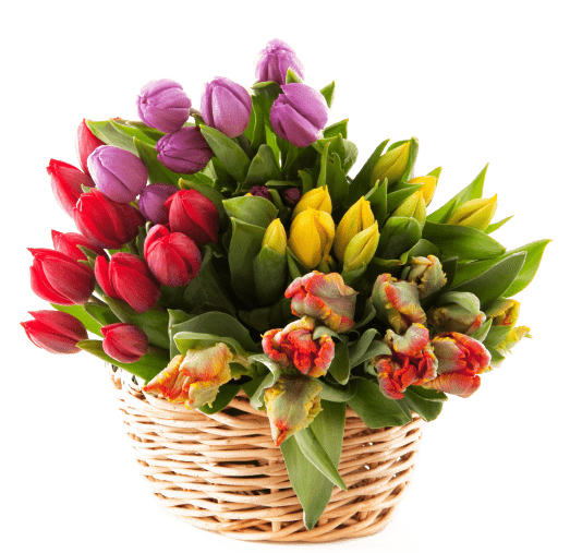 flower bg 2